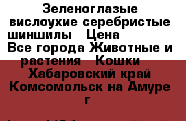 Зеленоглазые вислоухие серебристые шиншилы › Цена ­ 20 000 - Все города Животные и растения » Кошки   . Хабаровский край,Комсомольск-на-Амуре г.
